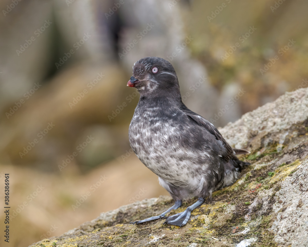 Least Auklet (Aethia pusilla) at St. George Island, Pribilof Islands, Alaska, USA Least Auklet (Aethia pusilla) at St. George Island, Pribilof Islands, Alaska, USA