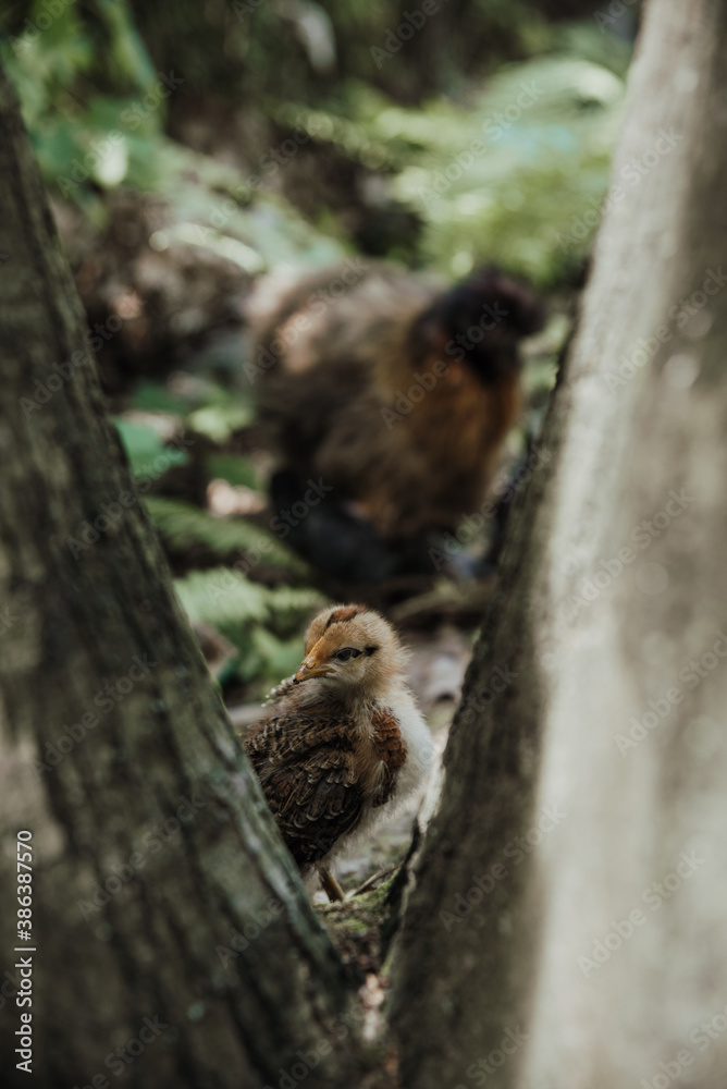 close up on young baby silk chicken close up on young baby silk chicken
