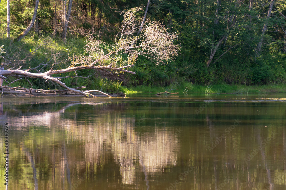 beautiful morning on the river, shore and tree reflections in the water, Gauja river, Latvia beautiful morning on the river, shore and tree reflections in the water, Gauja river, Latvia