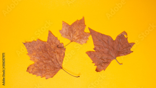 green leaf on yellow background