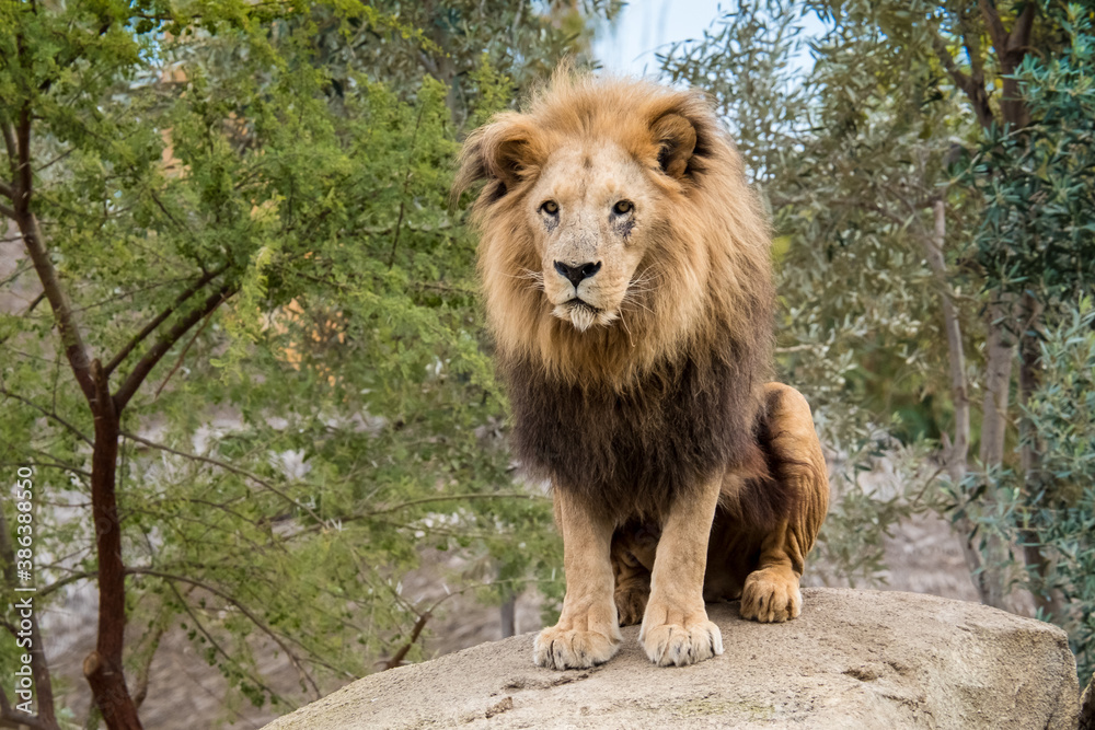 Naklejka premium old sad lion sitting on a stone
