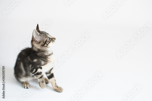 Cachorro de gato sentado mirando hacia arriba en color sobre fondo blanco photo