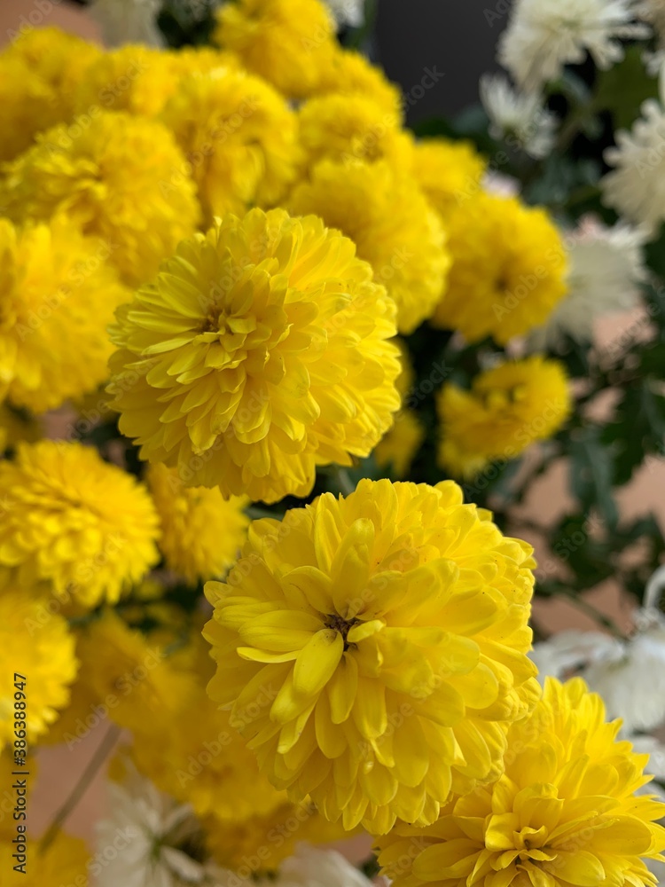 yellow chrysanthemum flowers yellow chrysanthemum flowers