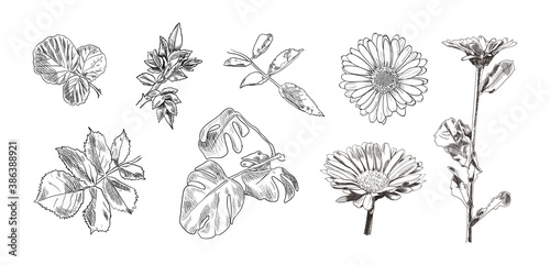 Vector Floral Design Elements Set Isolated, Black Detailed Drawings, Sketch Style Leaves and Flowers.