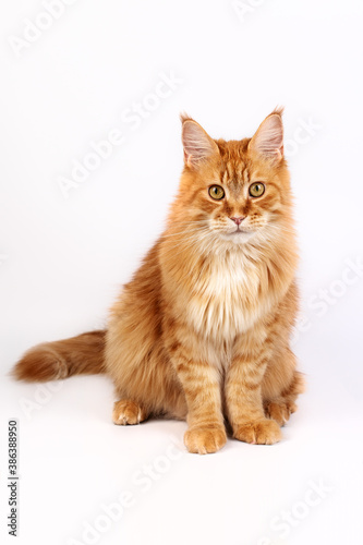 portrait of a ginger Maine Coon cat on a white background. the concept of advertising products for animals  for cats