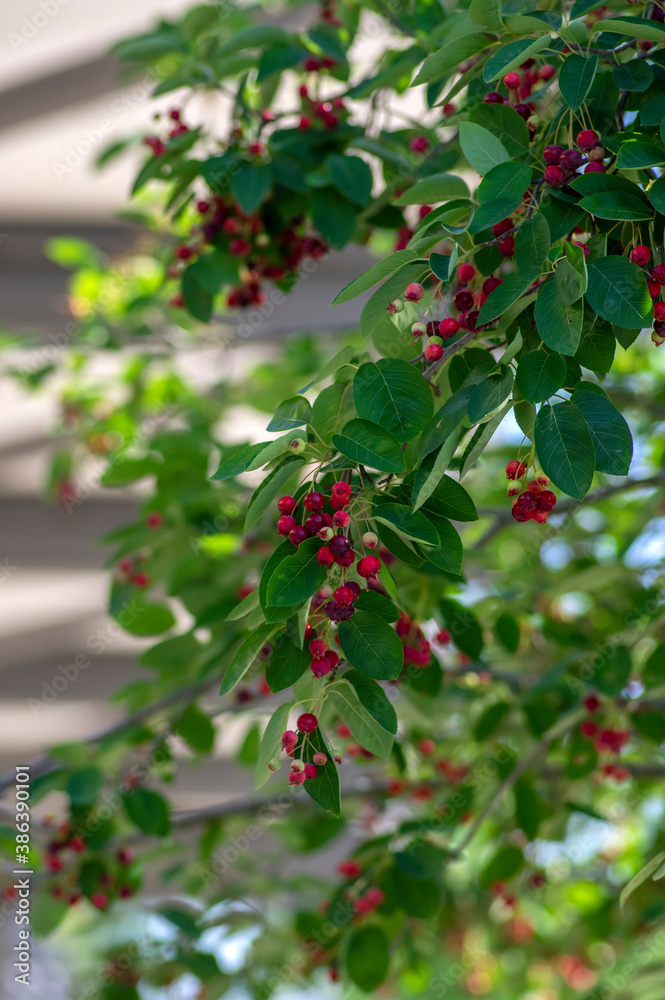 Obraz premium Amelanchier lamarckii ripe and unripe fruits on branches, group of berry-like pome fruits called serviceberry or juneberry