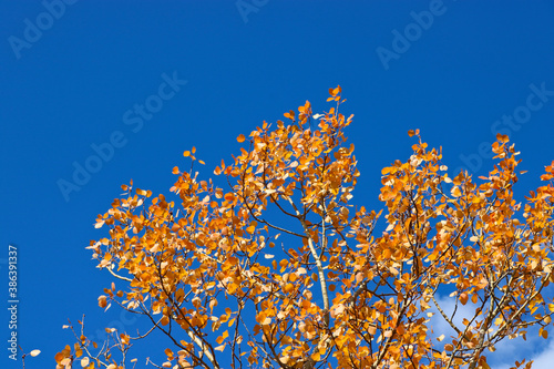 Indian summer - bright yellow-orange aspen leaves against a blue sky. Autumn background.