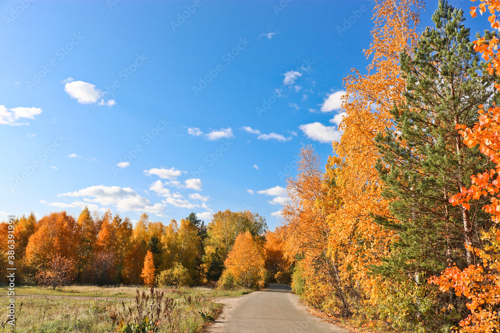 Indian summer - an asphalt path in a city park among trees with bright yellow and orange foliage. Autumn background. Indian summer - an asphalt path in a city park among trees with bright yellow and orange foliage. Autumn background.
