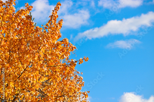 Indian summer - bright yellow-orange aspen leaves against a blue sky. Autumn background.