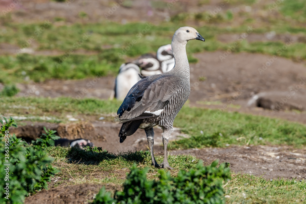 Immature male of Upland Goose (Chloephaga picta) at Magellanic Penguin colony, Land of Fire (Tierra del Fuego), Argentina