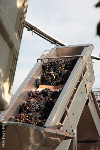 View of Destemming Processing with Destemmer and Crusher during autumn in Napa Valley, California, USA. Destemming is the process of removing the grape berries from the stems.