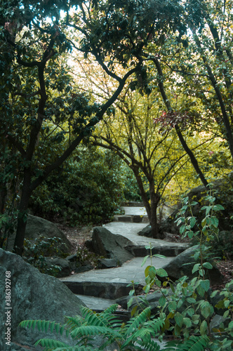 Stone path among the rocks under the shade of trees. Stone staircase in a dense forest.