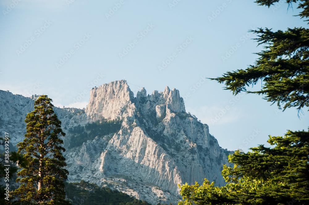 View of Ai-Petri mountain from the park of the Vorontsov Palace. Coniferous trees on the background of a grand rocks and blue sky. 