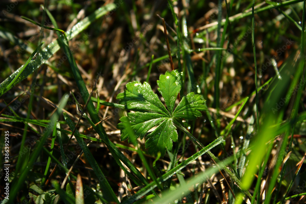 Bright sparkling five-leafed weed plant with a dew drops. Fresh green grass. Blurred background. Bright sparkling five-leafed weed plant with a dew drops. Fresh green grass. Blurred background.