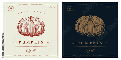Pumpkin vintage retro engraved style illustration