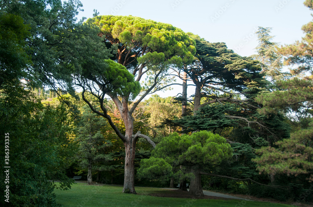 Stone pine and cedar on a green lawn in the park of the Vorontsov Palace. Beautiful coniferous trees.