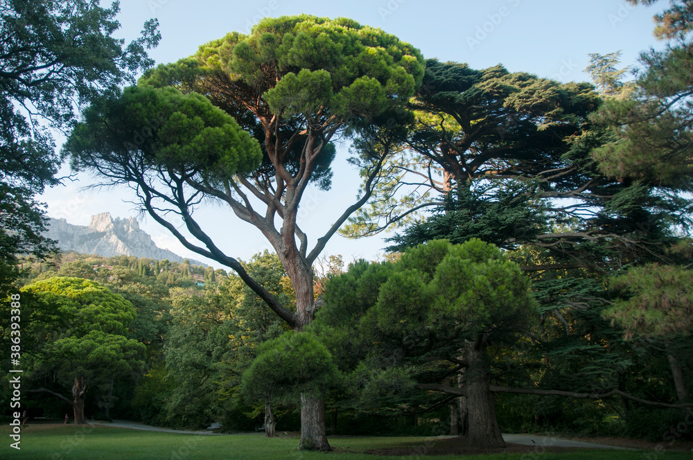 Stone pine and cedar on a green lawn in the park of the Vorontsov Palace. Beautiful coniferous trees.