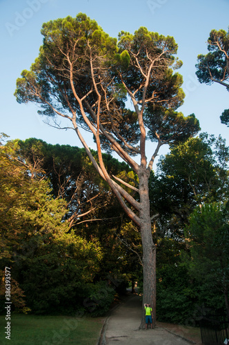 The tiny figure of a man in a bright yellow shirt leaning against the trunk of a huge coniferous tree. Graet stone pine in the park of the Vorontsov Palace. photo