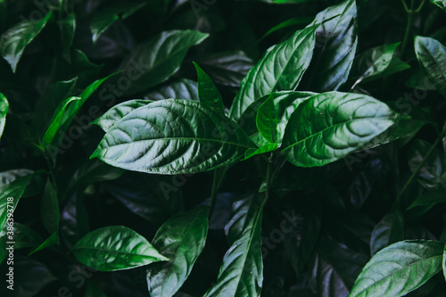 Top part of green tree leaf or leaves. in dark tone light.