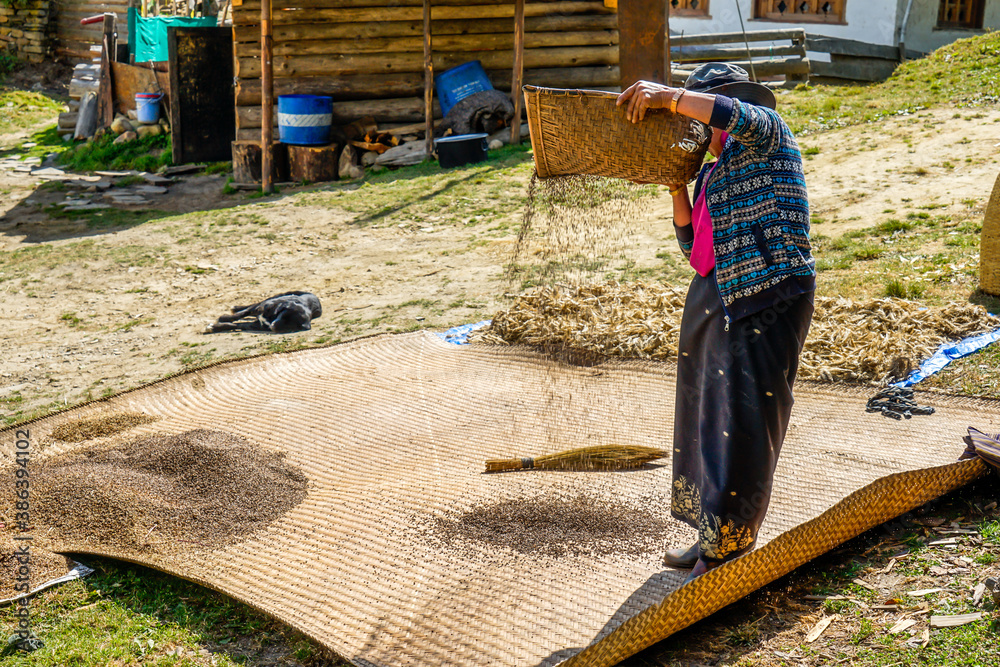 Central Bhutan in the Tang Valley. A farmer woman is working on her corn in October 