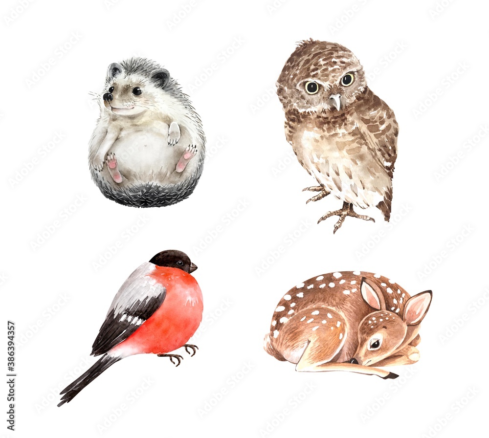 Fototapeta premium Set of watercolor illustrations forest animals hedgehog, cub deer, bullfinch bird and owl. animals isolated on white background. hand painted close up