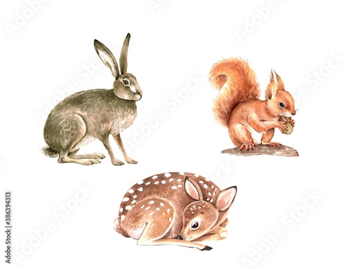 Photography Set of watercolor illustrations forest animals cub, deer, hare and squirrel