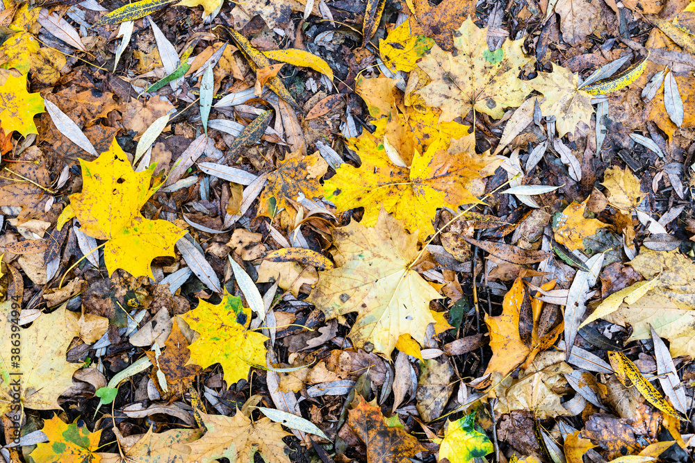 top view of various fallen leaves on wet ground in city park in autumn top view of various fallen leaves on wet ground in city park in autumn