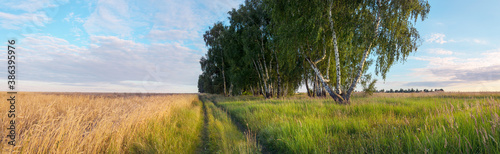 Summer rural panoramic landscape with golden wheat field and country road during sunset