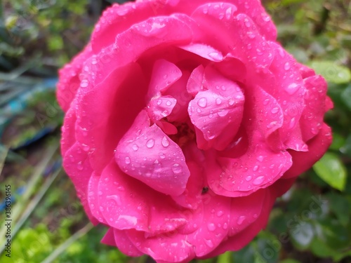 pink rose with water drops