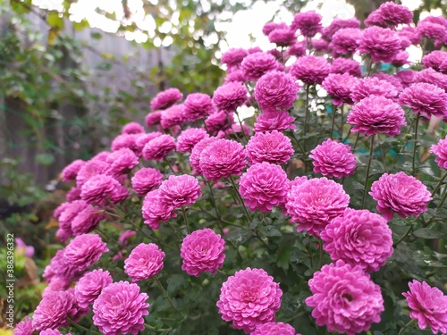 pink and yellow flowers