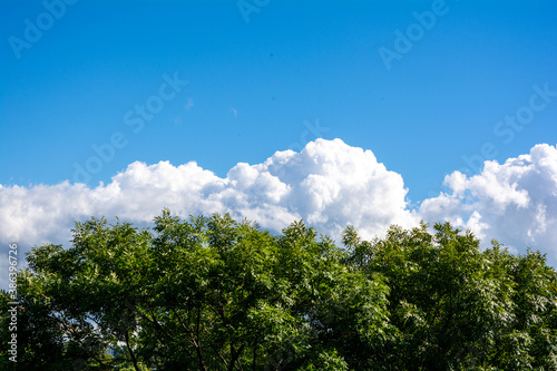 Top of green tree  beautiful blue sky  white clouds on horizon with copy space