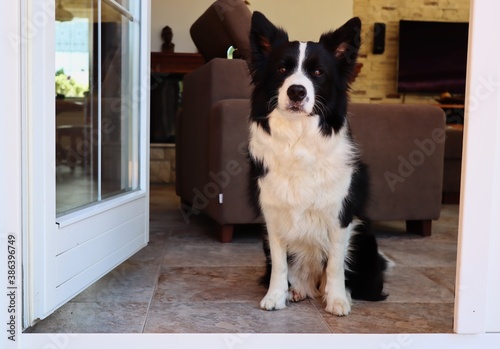 Protective Border Collie Sits Indoors in front of White Door. Black and White Dog Guards in the Living Room and Looks Outside.
