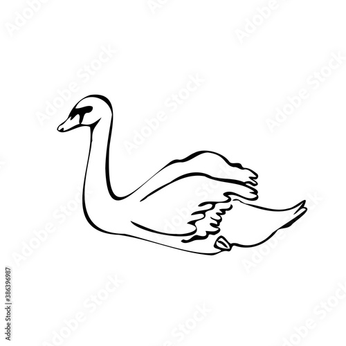 Vector single silhouettes of a Swan isolated on a white background. Icon of a Swan floating on the water. Vector illustration in black and white sketch style.  decorative birds. hand-drawn