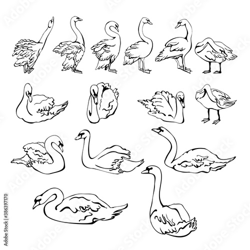 Vector set of silhouettes of swans in different poses. isolated on a white background. Collection of linear Swans icons. Vector illustration in sketch style.  decorative birds. hand drawn