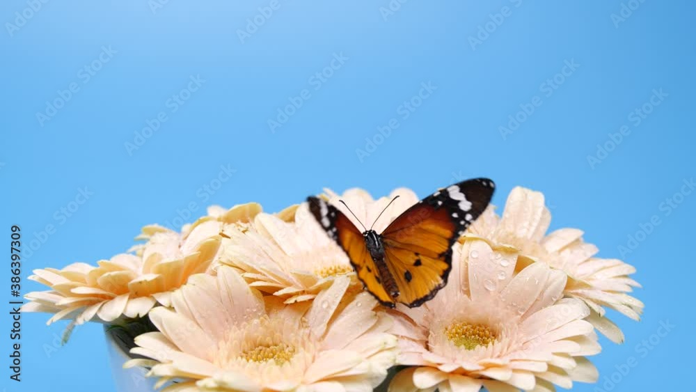 Slow motion of beautiful orange monarch butterfly opening wings on a daisy flower on blue background with copy space, 4K