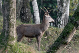 Young deer in the wild mountain (Cervus elaphus)