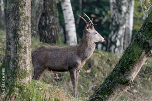 Young deer in the wild mountain  Cervus elaphus 