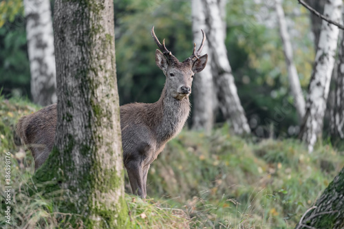 Young deer in the forest (Cervus elaphus) © manuel