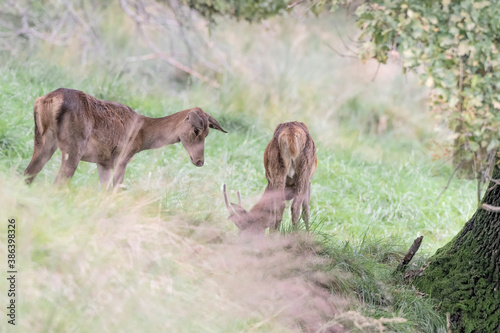 Red deer male and female at grazing (Cervus elaphus)