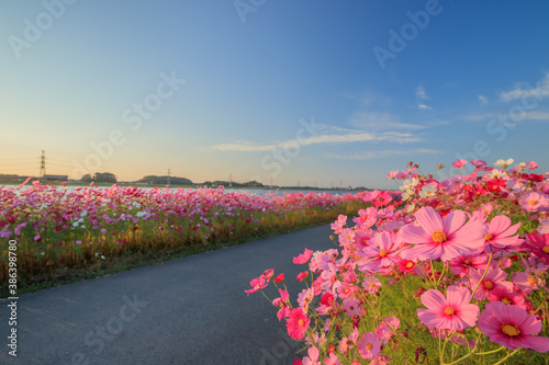 コスモス　水巻町コスモス園　福岡県水巻町　Cosmos Mizumaki town Cosmos garden Fukuokaken Mizumaki town photo