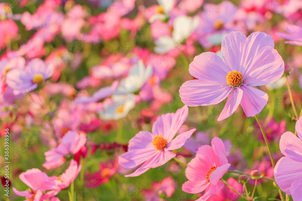 コスモス 水巻町コスモス園 福岡県水巻町 Cosmos Mizumaki town Cosmos garden Fukuokaken Mizumaki town コスモス 水巻町コスモス園 福岡県水巻町 Cosmos Mizumaki town Cosmos garden Fukuokaken Mizumaki town