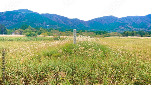 箱根　仙石原　秋のMiscanthus草原