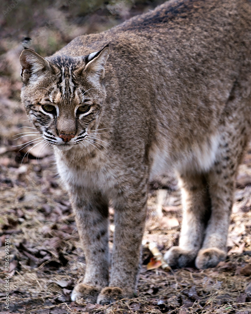 Bobcat Stock Photos. Bobcat close-up view, looking towards you, displaying its brown fur, head, ears, eyes, nose, mouth, whiskers, paws in its environment and habitat. Image. Portrait. Picture. Bobcat Stock Photos. Bobcat close-up view, looking towards you, displaying its brown fur, head, ears, eyes, nose, mouth, whiskers, paws in its environment and habitat. Image. Portrait. Picture.