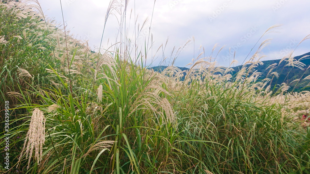箱根　仙石原　秋のMiscanthus草原