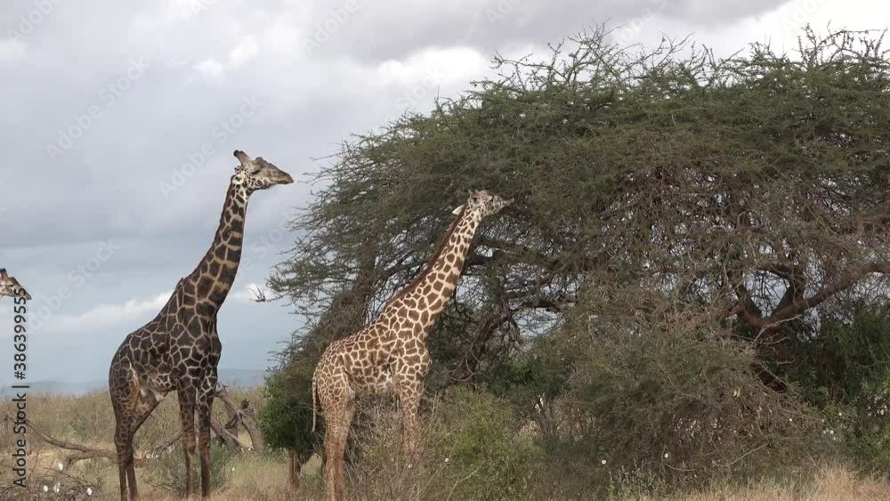 Animals. Giraffes in the African savannah. Animals. Giraffes in the African savannah.