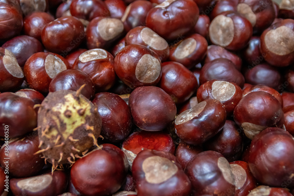 Plenty of horse chestnuts as winter food for horses and wild animals with burgundy brown fruits are a decorative horse chestnut background in fall and autumn in high angle view in october forest mood Plenty of horse chestnuts as winter food for horses and wild animals with burgundy brown fruits are a decorative horse chestnut background in fall and autumn in high angle view in october forest mood