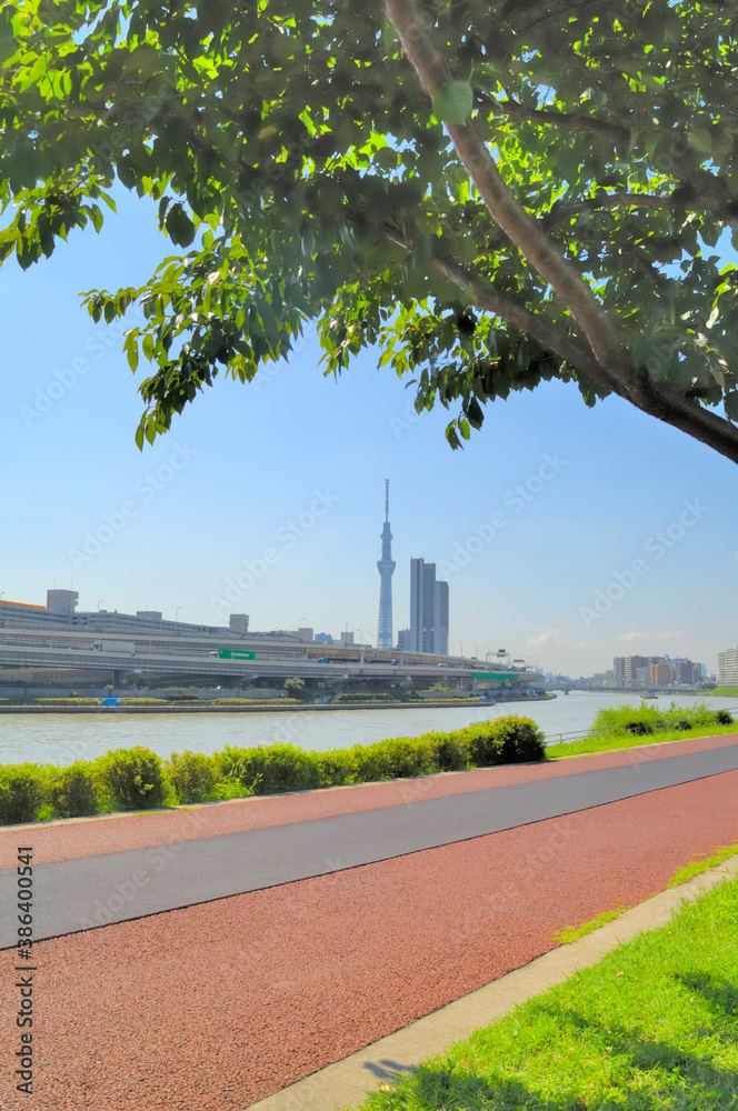 公園の遊歩道から見た東京スカイツリー