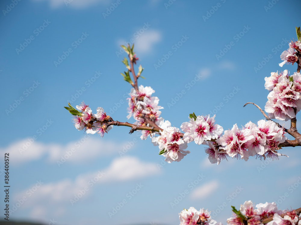 Nahaufnahme blühender rosa Mandelblüten mit blauem Himmel im Hintergrund Nahaufnahme blühender rosa Mandelblüten mit blauem Himmel im Hintergrund