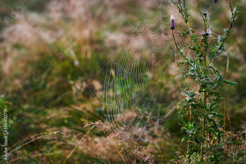 Fototapeta Naklejka Na Ścianę i Meble -  Cobweb with dew drops, woven on a plant - thistle. Meadow in the morning.