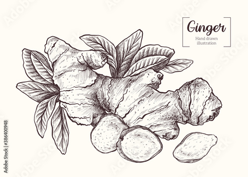 Ginger. Sliced ginger root. leavesVector Hand Drawn. Sketch Botanical Illustration. Eco healthy food. Superfood.
